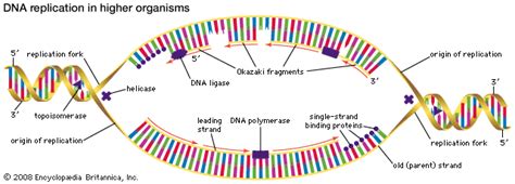 dna replication animation mcgraw hill.